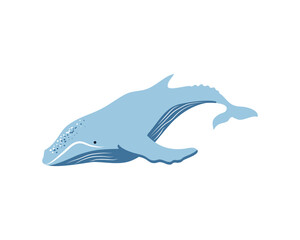 finwhale sea life