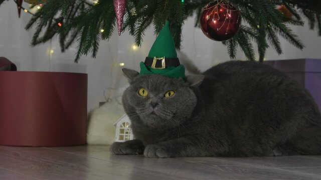 Big grey lazy cat in elf hat among spruce branches and red Christmas toys. British cat with Christmas and New Year decorations.