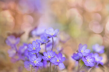 Romantic, light flower group on sunny and floral bokeh. Purple liverwort blossoms (Anemone hepatica). Copy space.