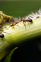 Large red ants on corn leaves keep an watch on aphids. Macro
