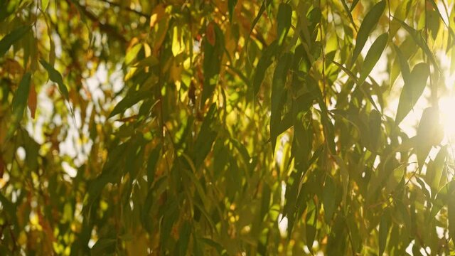 Close-up view 4k slow motion video footage of beautiful green and yellow autumn leaves of weeping willow tree in sunset sunlight outdoors
