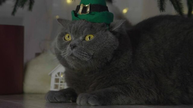 Big grey lazy cat in elf hat among spruce branches and red Christmas toys. British cat with Christmas and New Year decorations.