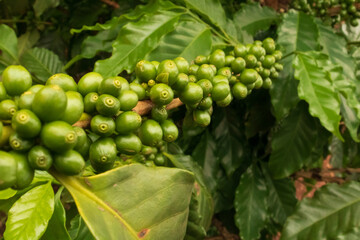 Coffee Green beans on the vine.