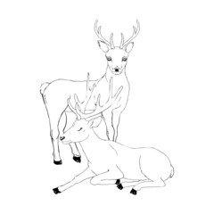 Beautiful noble proud sika deer are ruminant mammal in family Cervidae. Side view.