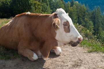 braun, weiße Kuh, von der Seite aus gesehen, die schläfrig in der Sonne liegt