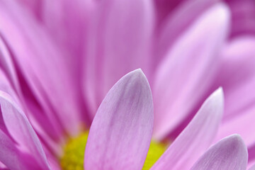 Obraz na płótnie Canvas close up of a pink flower