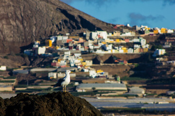 Barrio de la Monta&ntilde;a de G&aacute;ldar desde la costa. 