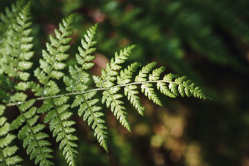 Closeup or macro of a fern in the forest or woods