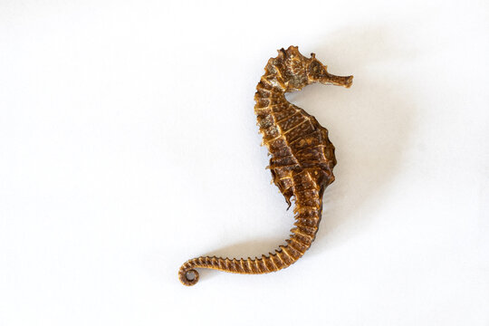 Detailed image of a lined seahorse (Hippocampus erectus), isolated against white background