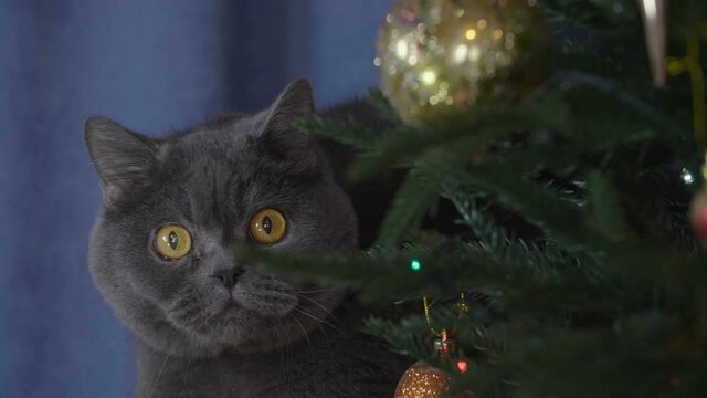Big grey cat peek around the Christmas tree. Christmas cat among spruce branches and gold New Year's toys. British cat with Christmas and New Year decorations.