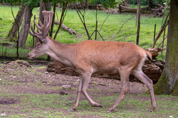 Adult deer with big beautiful horns	
