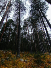 Huge spruce trees in the autumn forest.