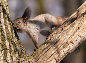 Curious squirrel sitting on a tree