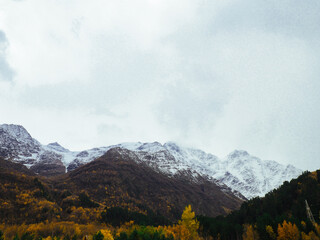 Snowy mountain peak winter panorama landscape. Autumn forest at the foot of the mountains.