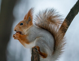Funny squirrel gnaws a nut