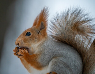 Funny squirrel gnaws a nut
