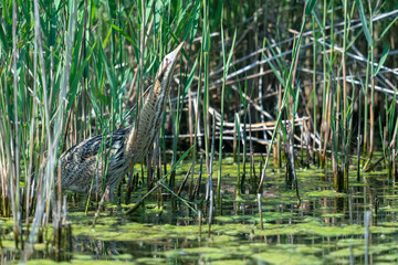 The Eurasian bittern or great bittern (Botaurus stellaris)