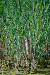 The Eurasian bittern or great bittern (Botaurus stellaris)
