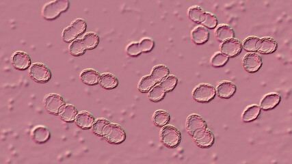 Bacteria Lactococcus, 3D illustration