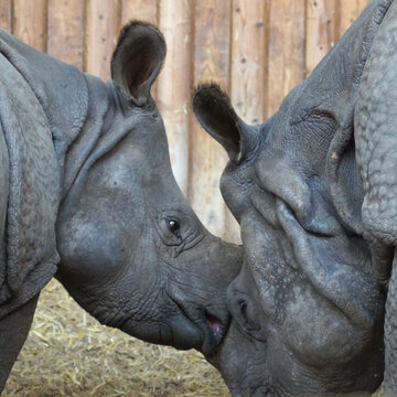kleines Nashorn schmust mit Mama, Zolli Basel