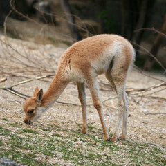 junges Guanako im Zoo Zürich, Herbst 2021