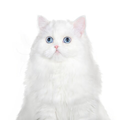 close up portrait of a white fluffy cat with blue eyes on white background