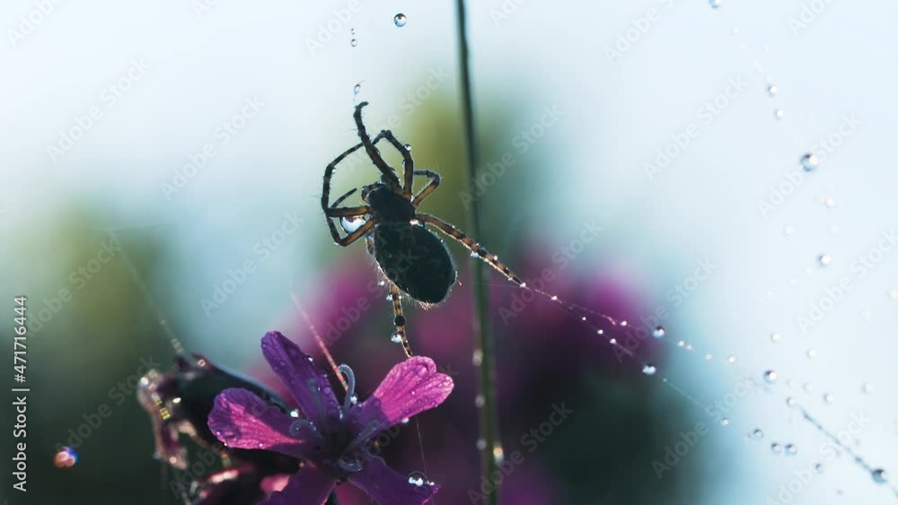 Poster spider in macro photography. creative. a large black spider sits on a spider's web on which there ar