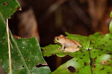 Common dink frog