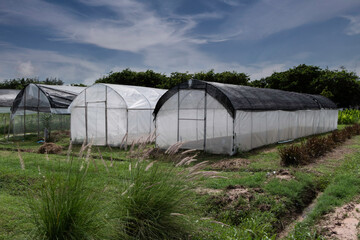 Fototapeta na wymiar Vegetable greenhouses used in the agricultural industry in Thailand.