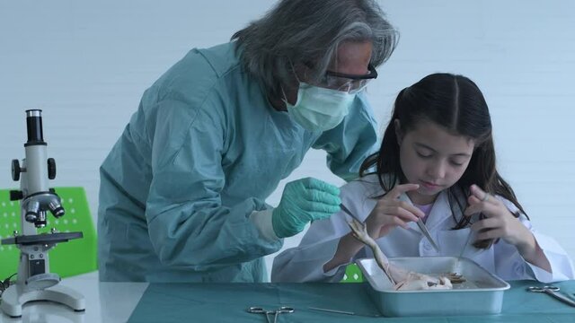 Education concept of 4k Resolution. Researchers are dissecting frogs in a lab. teaching students. physical examination.