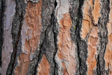Texture, corteccia di un albero