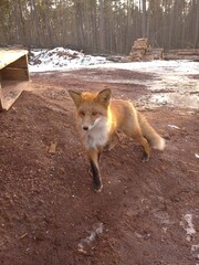 red fox vulpes