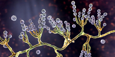Microscopic fungi Scopulariopsis brevicaulis, 3D illustration © Dr_Microbe