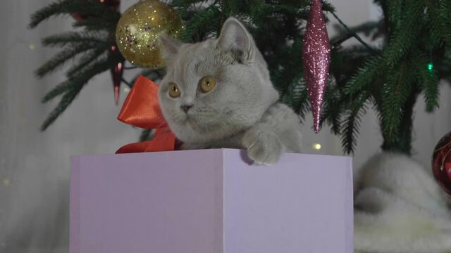 Cute british cat playing in a gift box with Christmas decoration. Funny situation. Christmas kitten among spruce branches and red New Year's toys. British cat with New Year decorations.