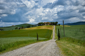 Fototapeta na wymiar Tuscany, italy, may 2018, the road leads to the top of the hill to the farm and the yellow field