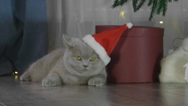 Little curious kitty in red Santa Claus hat among spruce branches and red New Year's toys. British cat with Christmas and New Year decorations.
