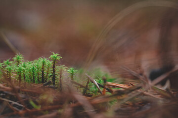 some moss growing on forest ground between pine needles