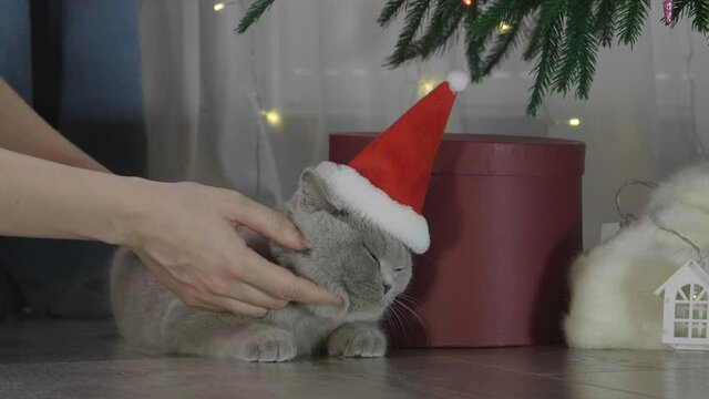 Woman stroking little curious kitty in red Santa Claus hat. Christmas kitten among spruce branches and red New Year's toys. British cat with New Year decorations.