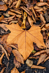 Autumn leaves of trees tree lie on the ground