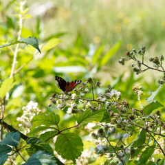 Aglais io or European peacock butterfly feeding on wild blackberries flowers 