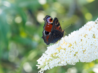 Aglais io or European peacock butterfly with coloured dark brown and black ventral side, blue and yellow eyespots on
