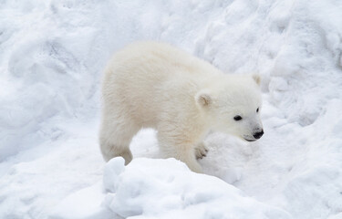 Obraz na płótnie Canvas A white bear cub walks in the snow