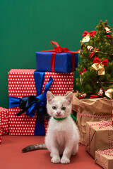 Fototapeta na wymiar Cat sitting near christmas tree and holiday gifts