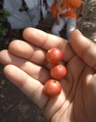 A person's hand holds three Kersen, or Talok in Javanese (Muntingia Calabura), similar to cherries which have a sweet taste and are loved by children. 