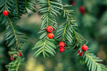 fruits and leaves of a common yew