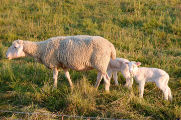 sheep and lamb