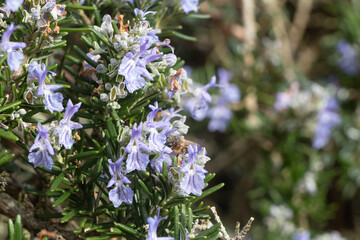 Bee on rosemary flowers in a garden during summer