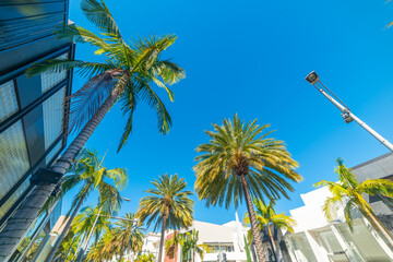 Palm trees in world famous Rodeo Drive in Beverly Hills