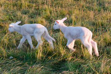two lambs