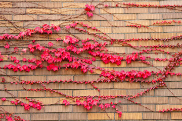 レンガの壁の真っ赤なツタの葉